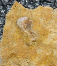  Reptile fossil