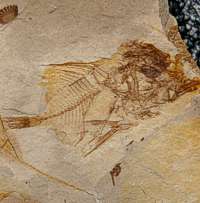  fossil fish