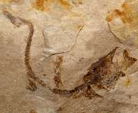  fish fossil