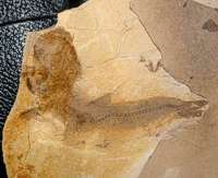 fossil fish, Alosa
