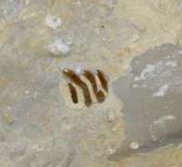  Fish fossil husk