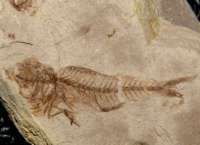  Fish fossil 