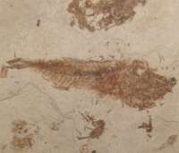 Serranus fossil fish