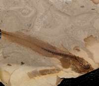 Fossil Fish, Paleogadus simionescui