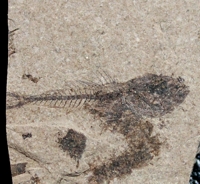  Fossil fish