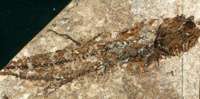  oligocene fossil fish