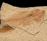  fossils fishes