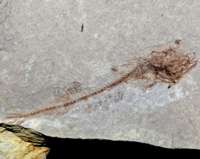  Fossil fish 