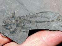  Fossil fish 