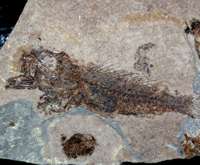  fossilien  Fische 