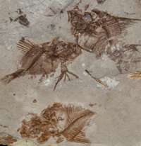  fossilien  Fische 