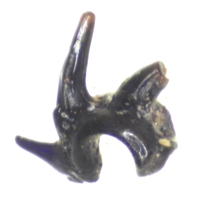 Gomphonchus sandelensis tooth