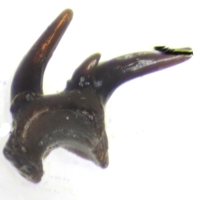 Gomphonchus sandelensis tooth