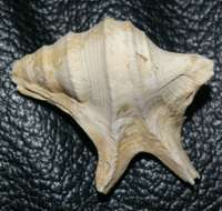 fossil Aporrhais