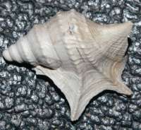  fossil Aporrhais
