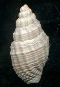  fossil Buccinidae