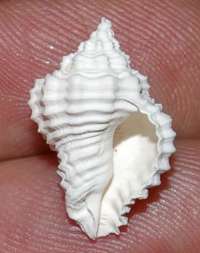  fossil Buccinidae