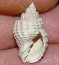  fossil Cancellaridae