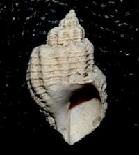  fossil Cancellaridae