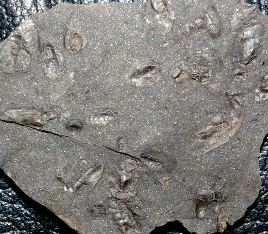 Carboniferous fossil bivalves