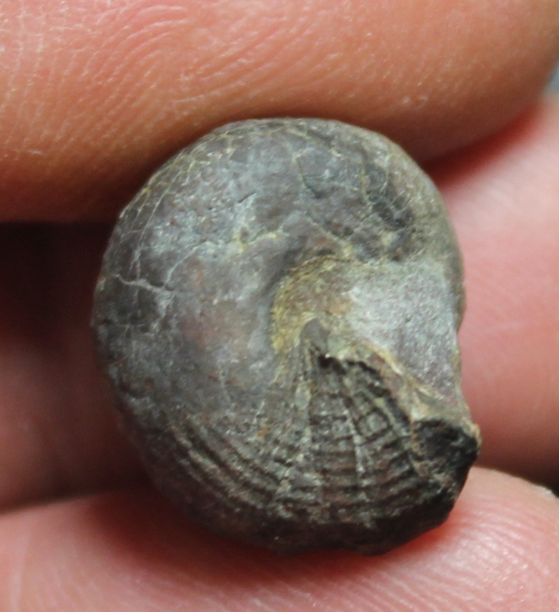 Pyritized fossil gastropod