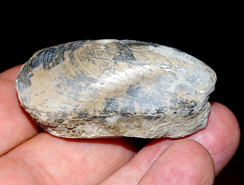 Jurassic, Oxfordian fossil bivalvia