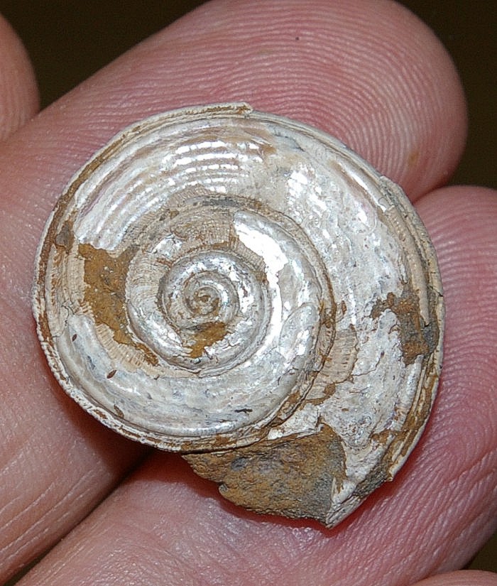 Jurassic, Bathonian fossil gastropod
