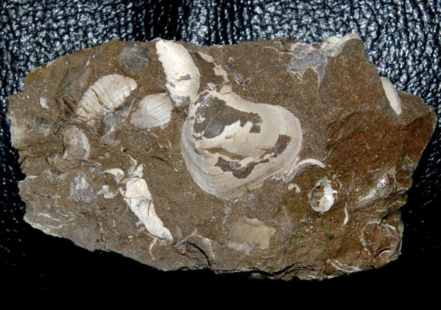 Jurassic, Bathonian fossil bivalvia
