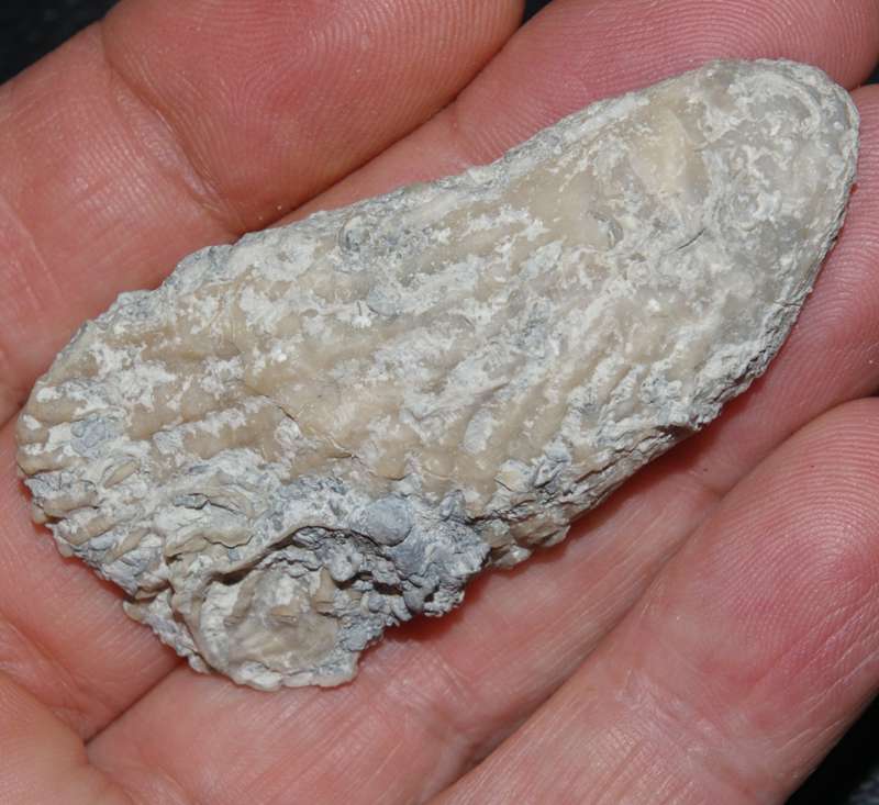 Jurassic, Kimmeridgian fossil oyster Actinostreon gregareum