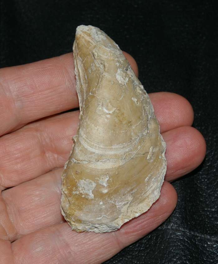 Jurassic, Kimmeridgian fossil bivalvia Mytilus jurensis