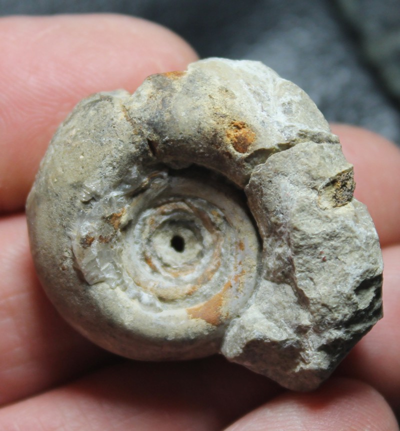Ordovician fossil gastropod