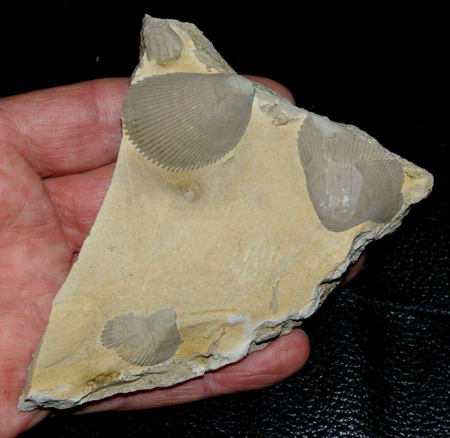 Lima acutecostata triassic shell