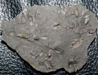  carboniferous fossils bivalves