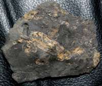  carboniferous fossils bivalves