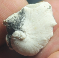  cretaceous fossils oyster bivalvia