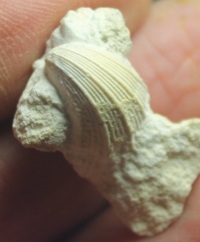  cretaceous fossils oyster bivalvia