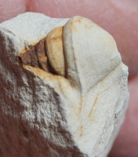  fossil Aporrhais, Aporrhais pyriformis