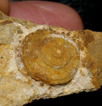  Jurassic, Callovian fossil gastropod, Obornella