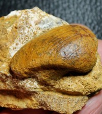 fossil Grammatodon