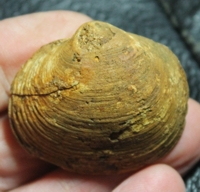 fossil Mactromya 