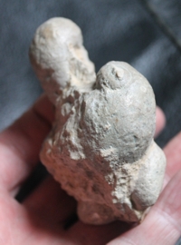 fossil Pleurotomaria 