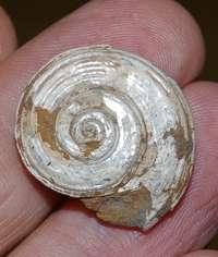 Obornella, jurassic gastropods