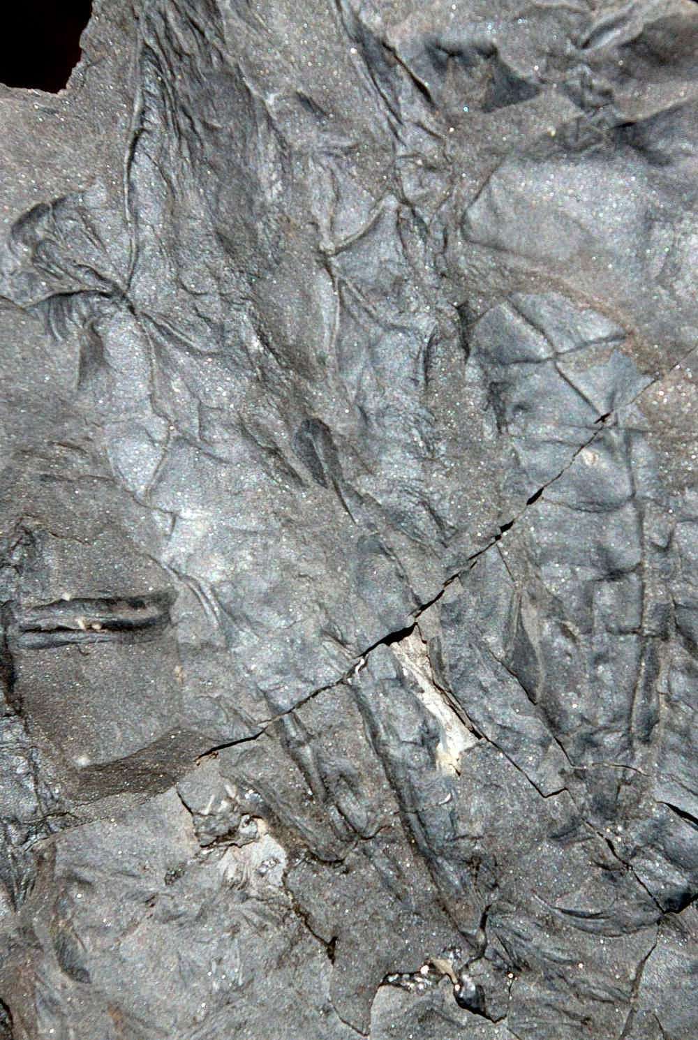 carboniferous myriapod.jpg