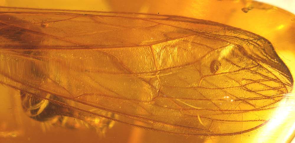 Limoniidae fossil