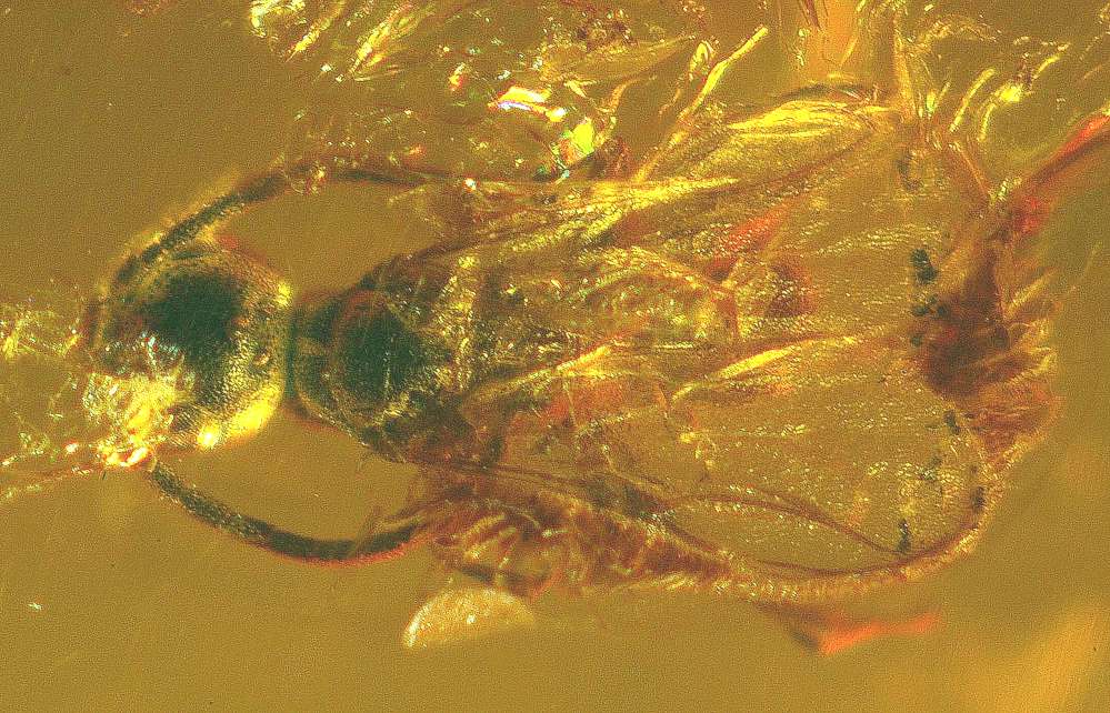 Bethylidae in Baltic amber fossil