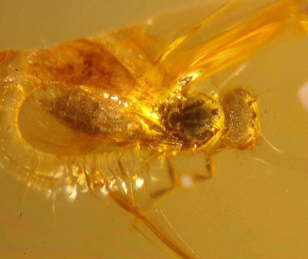 platygastridae in Baltic amber fossil