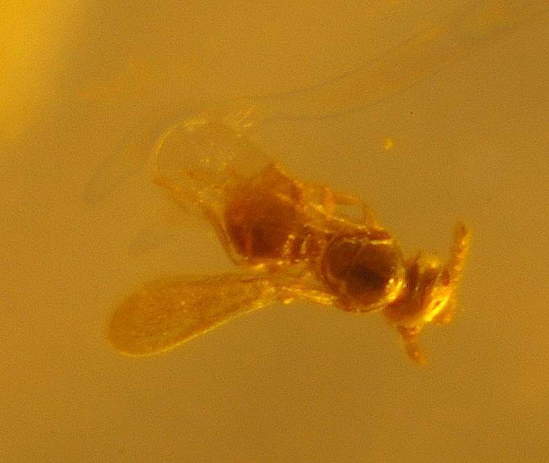 platygastridae in Baltic amber fossil