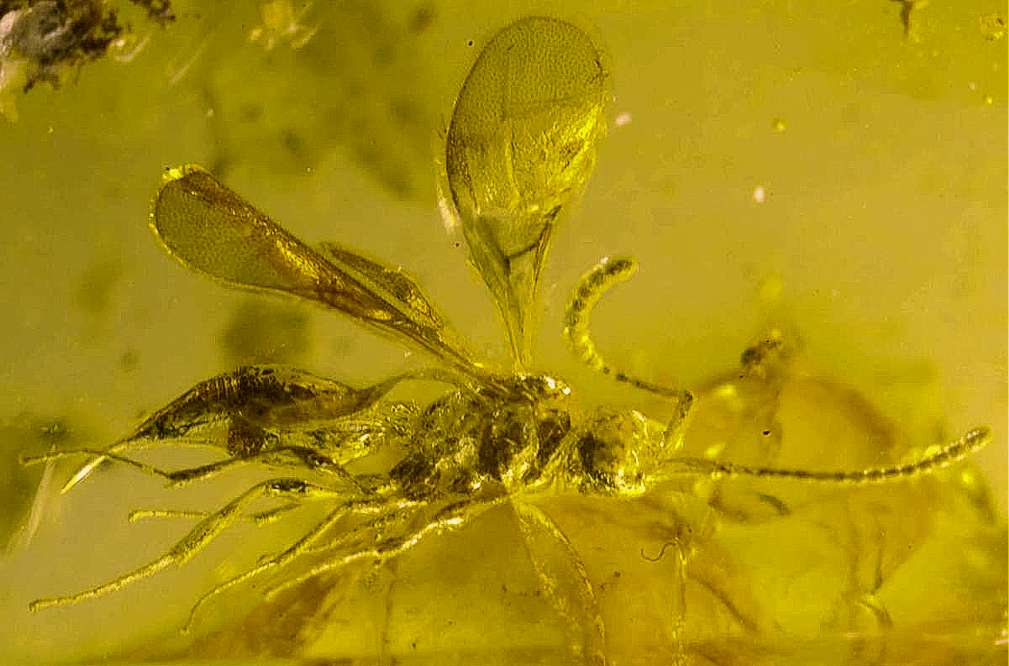 Diapriidae in Baltic amber