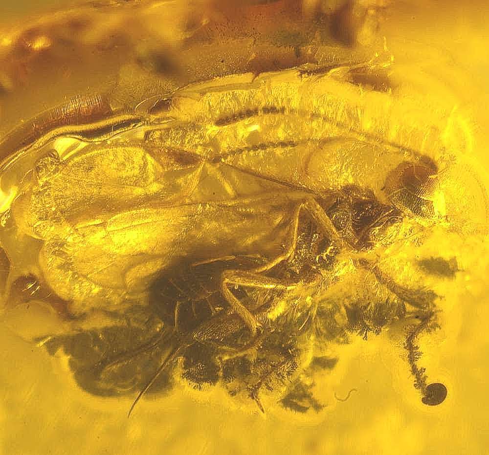 Braconidae wasps fossils