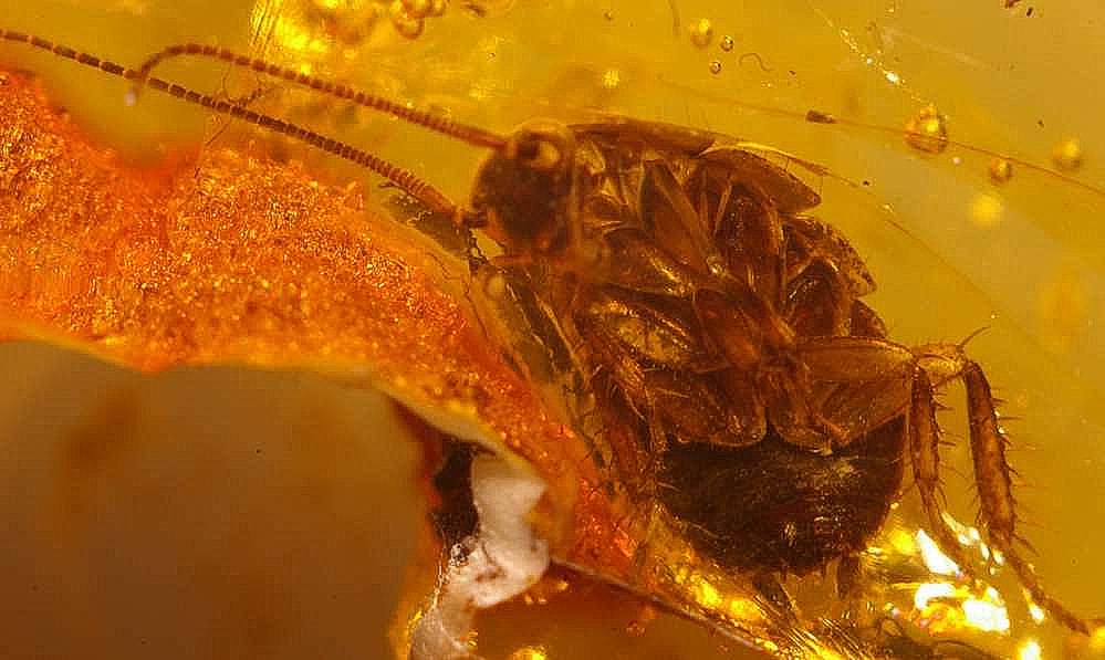 Blattodea in amber.jpg